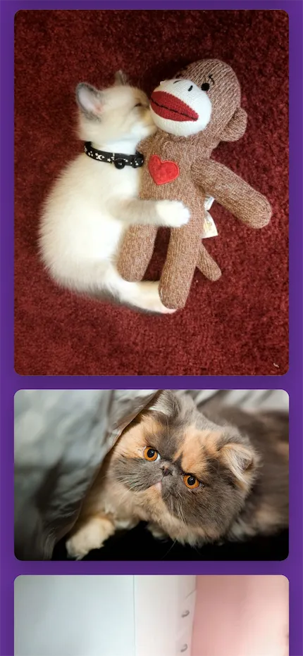 Cat pictures.