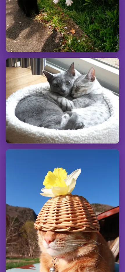 More cat pictures.